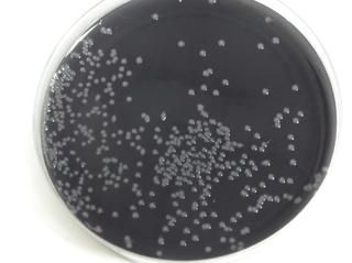 Bio-Aliment Lab análisis de bacterias