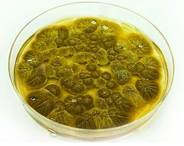 Bio-Aliment Lab bacteria 
